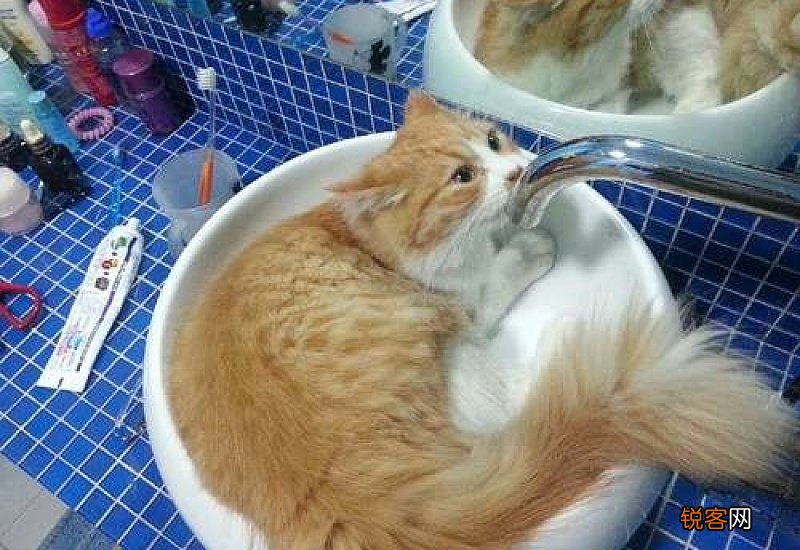 猫拉屎总是粘屁股上怎么回事