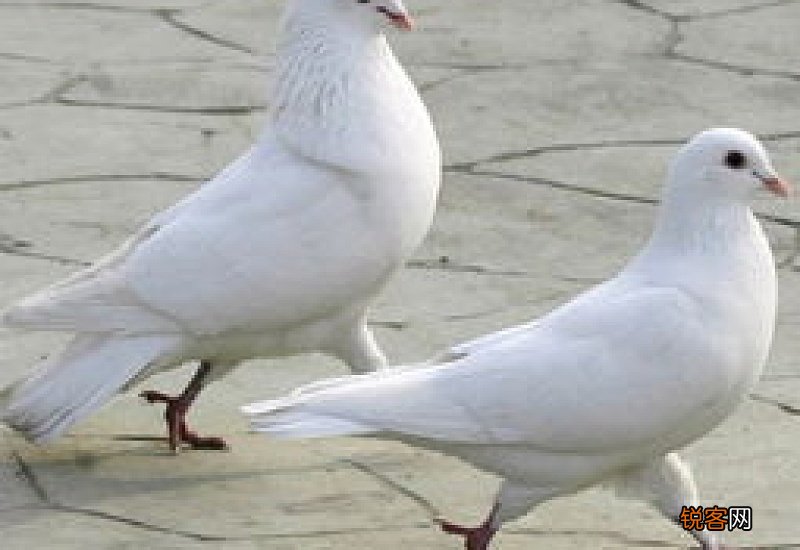 新鲜鸽子冰冻后怎么保鲜 新鲜鸽子冰冻后怎么保鲜呢