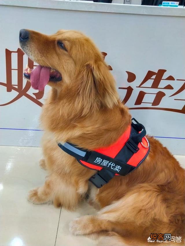有什么大型犬特别护主吗？
