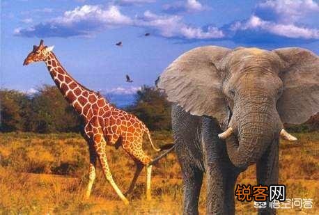 霸王龙是趴着睡觉的吗？