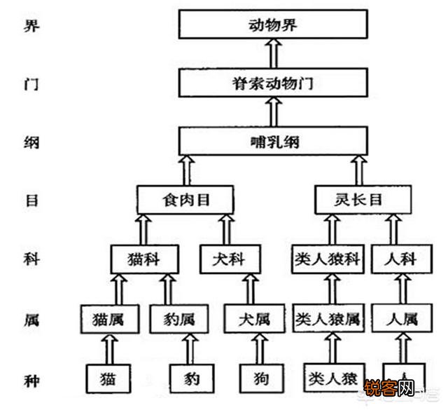 霸王龙属于兽脚类吗？