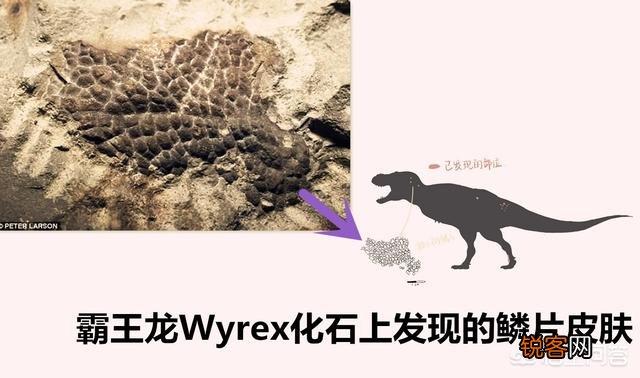 霸王龙到底有没有羽毛？有何依据？