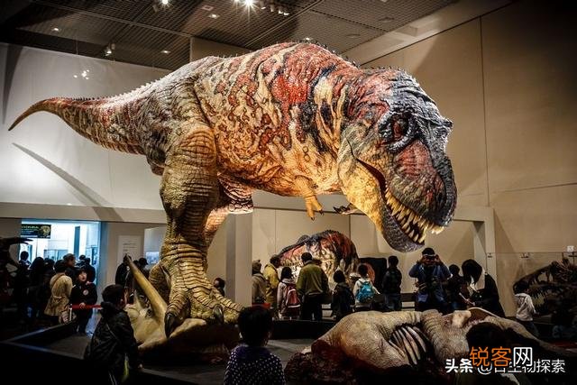 你认为玛君龙和霸王龙生活在同一时代同一地区的话相遇谁厉害？