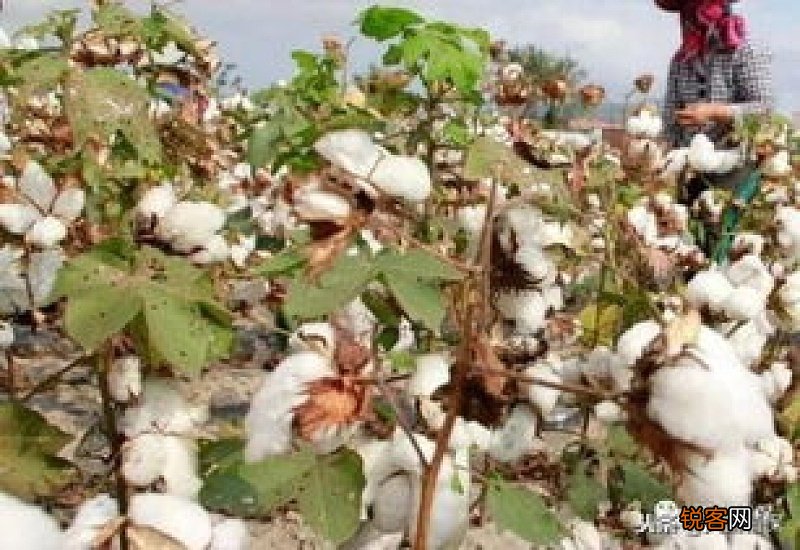 棉花属于什么植物