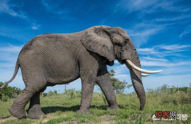 如果霸王龙生活在非洲草原会是什么样？