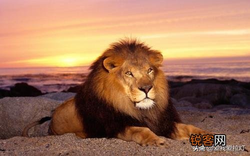 如果霸王龙生活在非洲草原会是什么样？