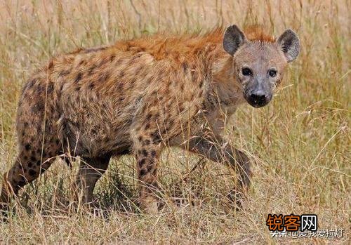 如果霸王龙生活在非洲草原会是什么样？