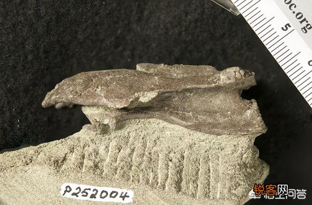 澳大利亚古生物学家新发现的霸王龙表亲物种有何特点？