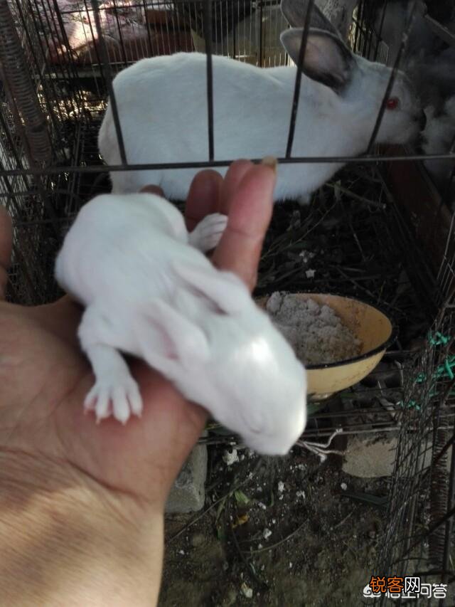养殖兔子有前景吗？