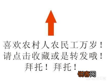 养殖兔子有前景吗？