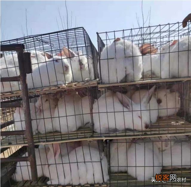 养100只种兔一年能挣多少钱？