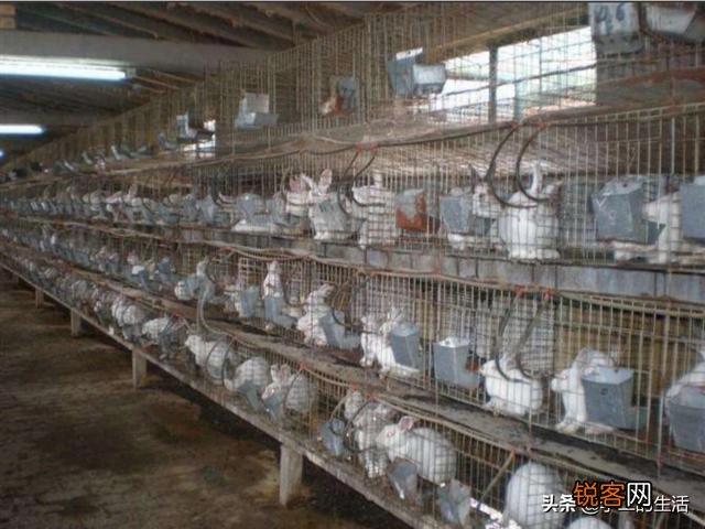 目前有没有养殖兔子的,说一下市场行情如何？利润如何？