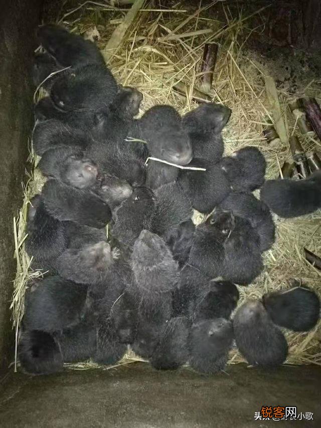 目前有没有养殖兔子的,说一下市场行情如何？利润如何？