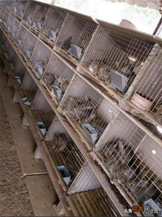 目前有没有养殖兔子的,说一下市场行情如何？利润如何？