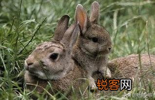 目前有没有养殖兔子的,说一下市场行情如何？利润如何？