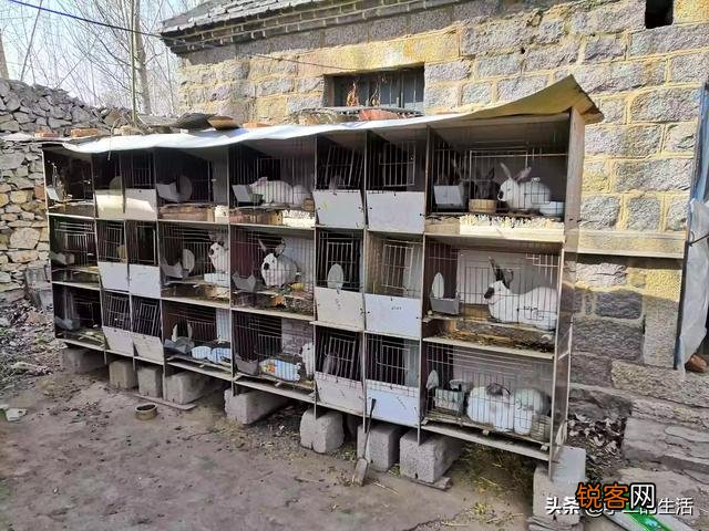 目前有没有养殖兔子的,说一下市场行情如何？利润如何？