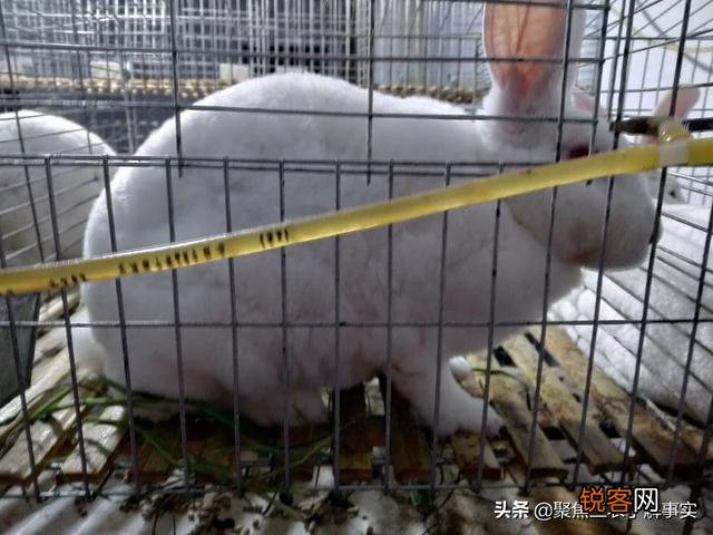 目前有没有养殖兔子的,说一下市场行情如何？利润如何？