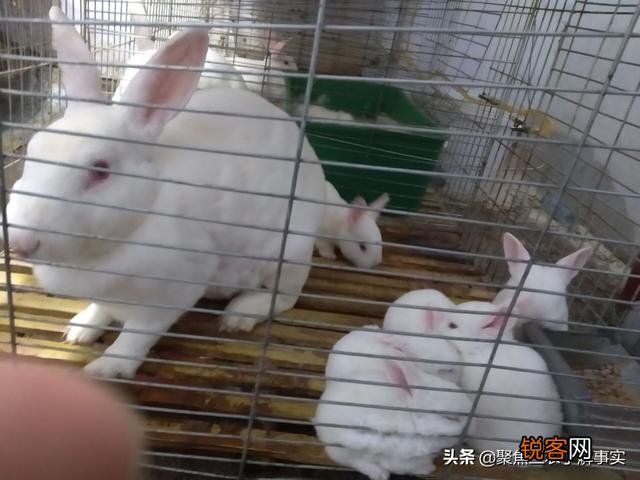 目前有没有养殖兔子的,说一下市场行情如何？利润如何？