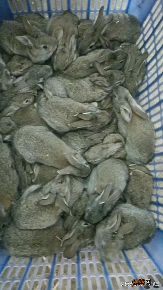 在农村养兔子前景如何？厂房,资本,出厂时间,利润多少点？有人清楚吗？