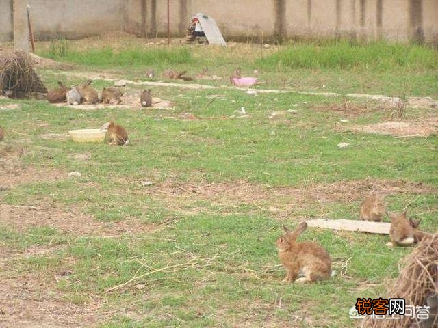 农村养殖野鸡和野兔能赚钱吗？需要多大的成本？