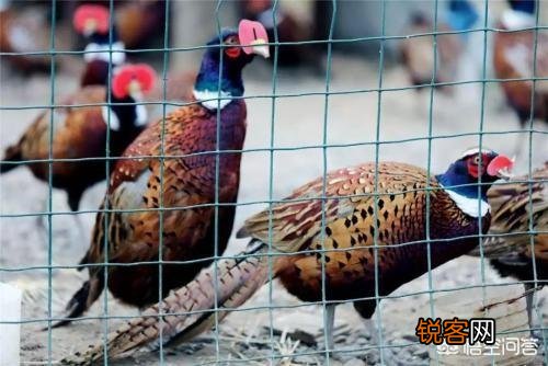 农村养殖野鸡和野兔能赚钱吗？需要多大的成本？