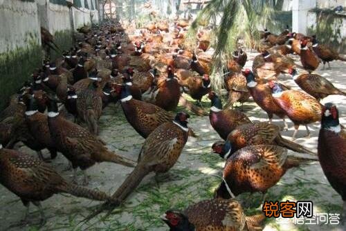 农村养殖野鸡和野兔能赚钱吗？需要多大的成本？