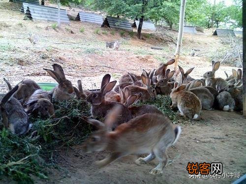 农村养殖野鸡和野兔能赚钱吗？需要多大的成本？