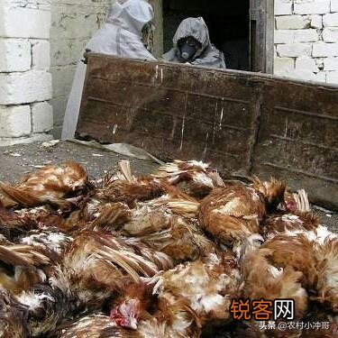 农村养殖野鸡和野兔能赚钱吗？需要多大的成本？