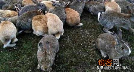 肉食兔收购价11块钱每斤养肉食兔赚钱吗？