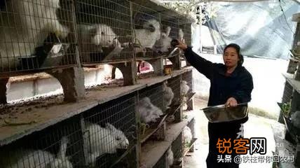 肉食兔收购价11块钱每斤养肉食兔赚钱吗？
