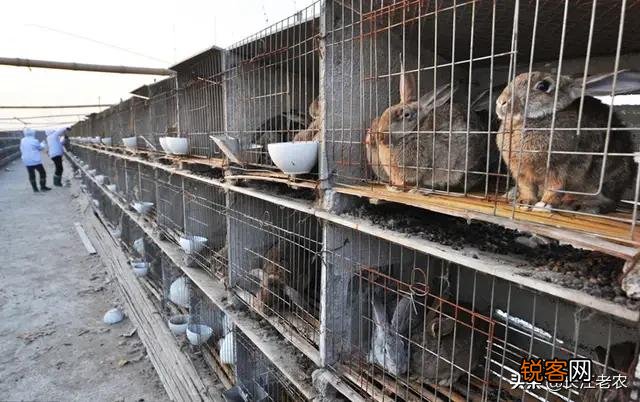 肉食兔收购价11块钱每斤养肉食兔赚钱吗？