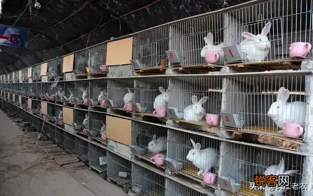 肉食兔收购价11块钱每斤养肉食兔赚钱吗？