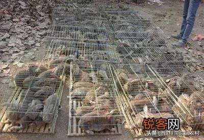 肉食兔收购价11块钱每斤养肉食兔赚钱吗？