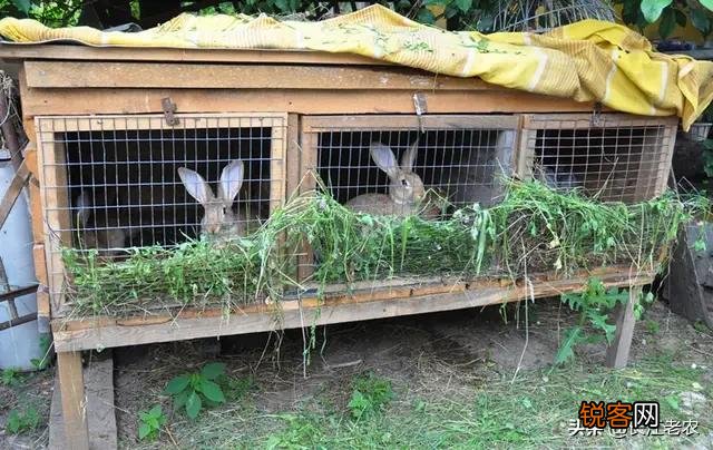 肉食兔收购价11块钱每斤养肉食兔赚钱吗？