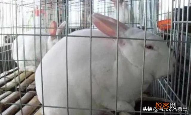 兔业养殖有前景吗？