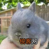 想养殖肉兔,大家给点建议,利润怎么样？