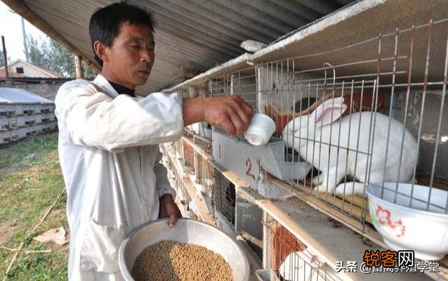 想养殖肉兔,大家给点建议,利润怎么样？