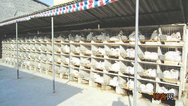 种兔养殖一年大概收入多少？