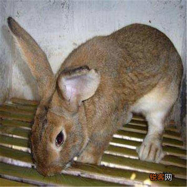 种兔养殖一年大概收入多少？