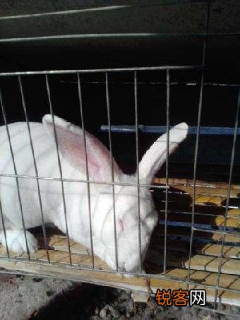 种兔养殖一年大概收入多少？