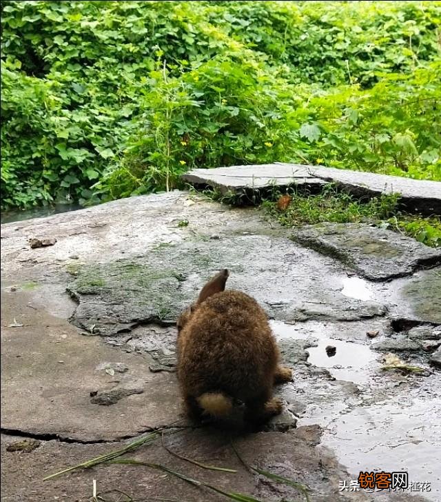 种兔养殖一年大概收入多少？