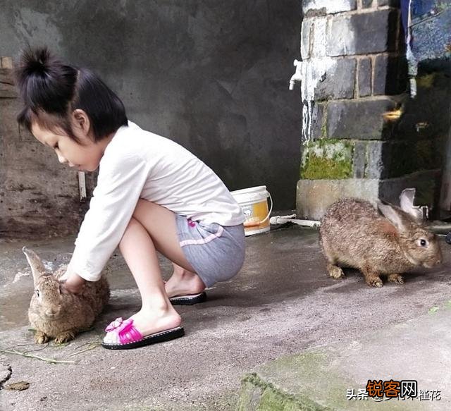 种兔养殖一年大概收入多少？