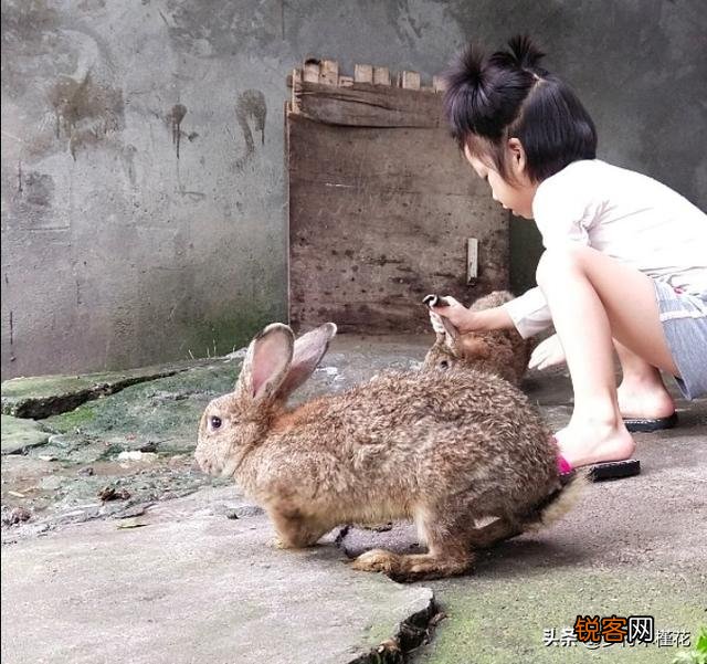 种兔养殖一年大概收入多少？