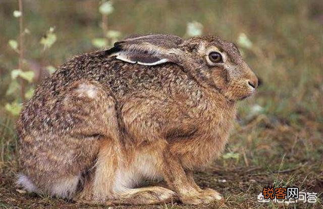 2019年养殖野兔赚钱吗？养100只野兔的成本及利润分别是多少？