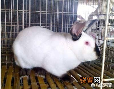 养殖兔子能致富吗？投资也不大。为什么现在农村有规模的兔子养殖场却不多？