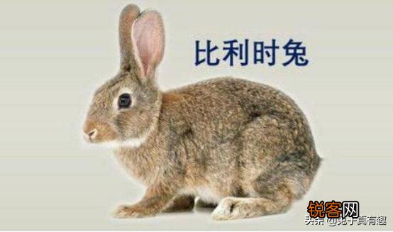 野兔养殖需要多少资金成本？养野兔赚钱吗？