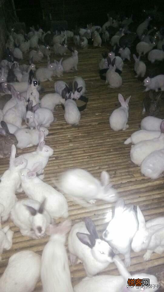 养殖100只兔子利润多少？