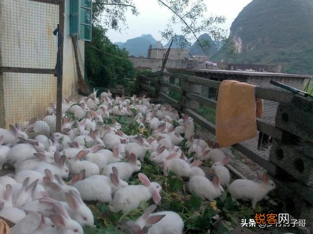 养殖100只兔子利润多少？
