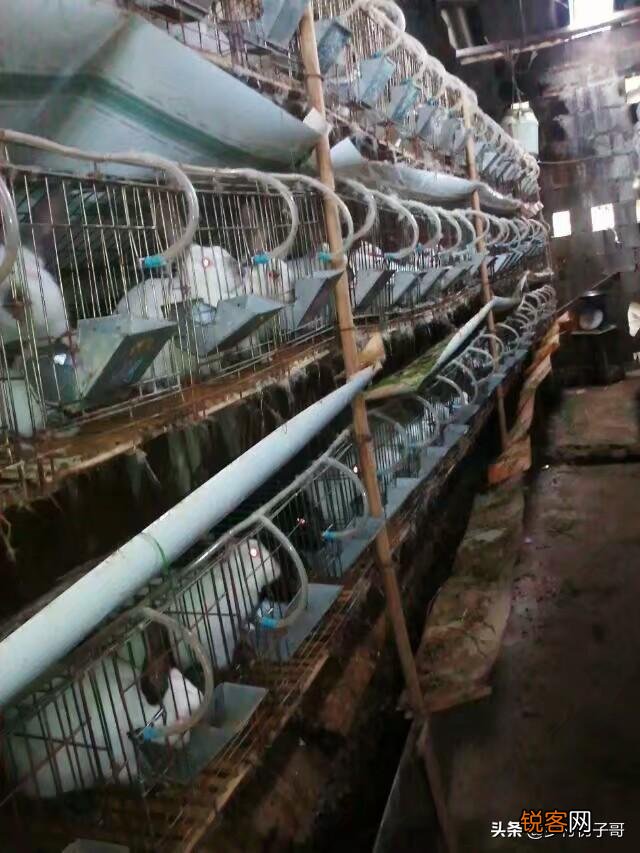养殖100只兔子利润多少？
