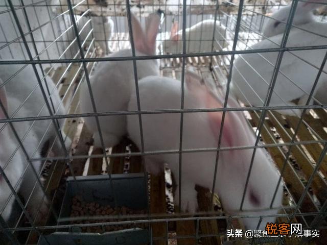 办一个400只种兔规模的养殖场需要多少钱,年利润多少？